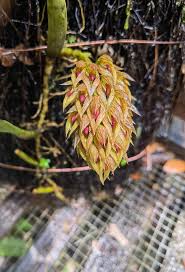Image result for Bulbophyllum oreonastes