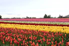 Maybe you would like to learn more about one of these? A Rainy Day Visit To The Skagit Valley Tulip Festival Adventuring The Great Wide Somewhere