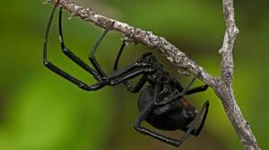 However, according to a new study released this week, there may be black widowers as well. Bbc Earth Male Black Widows Smell Hungry Cannibal Females
