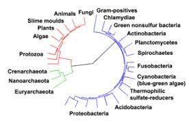 Check spelling or type a new query. Eukaryote Wikipedia