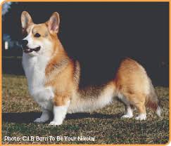 Grooming For A Welsh Corgi and the Best ...
