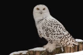 Find unique designs from independent artists worldwide. Snowy White Snowy Owl Photograph By Gert Hilbink