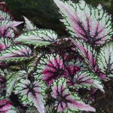 It is this begonia that gave rise to today's. Growing Painted Leaf Begonia Rex Begonia Garden Lovers Club