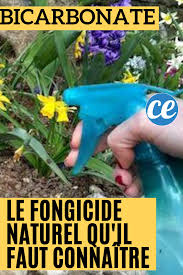 Le Bicarbonate De Soude Est Un Fongicide Naturel Efficace Fongicide Naturel Insecticide Naturel Astuce Jardinage