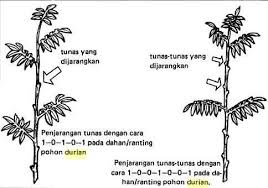 Adanya penjaga sekolah yang memenuhi standar kompetensi yang sesuai dengan peraturan menteri pendidikan nasional, diyakini keamanan berjalan dengan baik. Cara Pemangkasan Pokok Durian Yang Betul Supaya Berbuah Banyak Dan Lebih Produktif My Info Berita