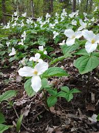 No matter if it's your first or fiftieth wedding anniversary, you mustn't forget to give your spouse a beautiful arrangement of anniversary flowers courtesy of the florist scarborough trusts most, james white. Trilliums Trillium Woodland Flowers Woodland Garden
