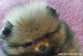 Tips On How To Locate The Best Pomeranian Breeders Questions To Ask Pom Breeders And Explains The Advice And Help Given Pomeranian Puppy Puppies Dog Shedding