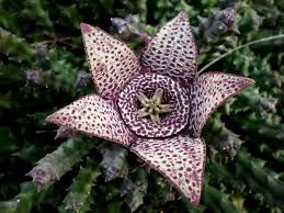 Image result for Orbea knobelii