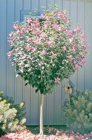 Image result for Hibiscus subreniformis