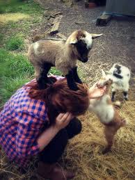 The Terrible Truth About Adorable Baby Goats Baby Goats Funny Animal Pictures Animal Captions