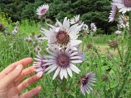 Image result for Berkheya