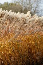 Image result for Miscanthus violaceus