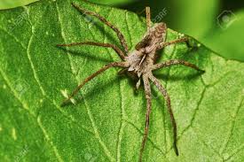 Nachfolgend eine kleine auflistung von bekannten und weniger bekannten arten. Spinne Auf Einem Grunen Blatt Im Garten Lizenzfreie Fotos Bilder Und Stock Fotografie Image 41688057