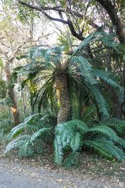 Image result for Scepocarpus trinervis