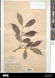 Image result for Hippocratea indica