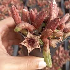 Image result for Huernia volkartii