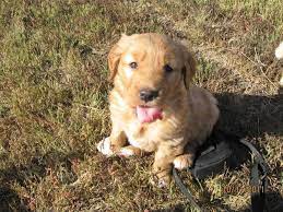 Maybe you would like to learn more about one of these? Golden Retriever Puppies For Sale In Winkler Manitoba Nice Pets Online