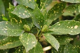 Seasonal care true laurel does well as a houseplant, so if you are growing it in a container, transfer it outside when weather warms up and bring it indoors in fall and place it in a location with. Gold Dust Plant Care And Growing Guide