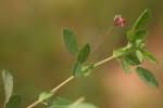 Image result for Indigofera gairdnerae