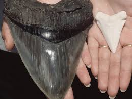 Fossil shark teeth have been dated back hundreds of millions of years. Giant Shark S Tooth The Size Of A Hand Belonging To 60ft Monster Washes Up On Beach World News Mirror Online