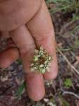 Image result for Periglossum mackenii