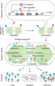 Enterobacteria phage λ (lambda phage, coliphage λ, officially escherichia virus lambda) is a bacterial virus, or bacteriophage, that infects the bacterial species escherichia coli (e. High Resolution Studies Of Lysis Lysogeny Decision Making In Bacteriophage Lambda Journal Of Biological Chemistry