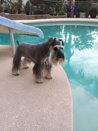 Little Zackary Schnauzer Checking Out The Pool To Make Sure The Pool Man Did A Good Job Schnoodle Dog Schnauzer Cute Dogs