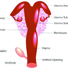 At the level of the pelvic bones the abdomen ends and the pelvis begins. Schematic View Of The Female Sheep Reproductive System Download Scientific Diagram