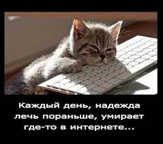 котами » Сайт хорошего настроения pypik.ru