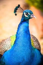 1,300 likes · 15 talking about this. Pavone Tutto Su Questo Animale Dalla Coda Meravigliosa