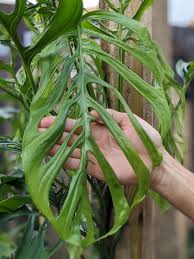 Image result for Laggera gracilis