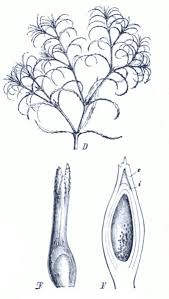 Image result for Najadaceae