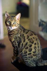 Be A Better Care Giver With These Cat Tips Pets Activities Bengal Cat Facts Beautiful Cats Pretty Cats