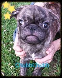 New york city, ny, usa, buggs puppies. Boston Terrier Pug Puppy For Sale New York