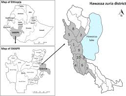 Image result for Maerua aethiopica