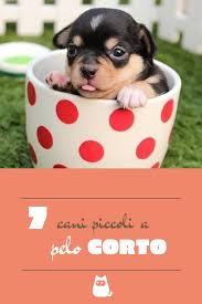 Scopri subito migliaia di annunci di privati e aziende e trova quello che cerchi su subito.it Pin Su Razze Di Cani