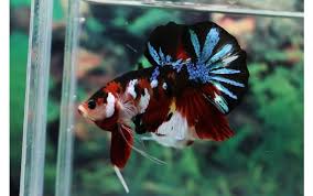 Koi Red Galaxy