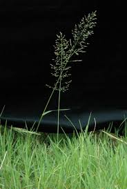 Image result for Eragrostis cylindriflora