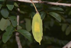 Image result for Xeroderris stuhlmannii