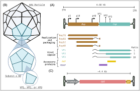 Image result for Black 1996 AAV