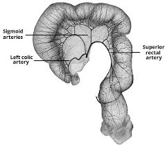 The Inferior Mesenteric Artery Position Branches Teachmeanatomy