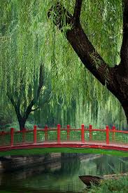 Had A Beautiful Weeping Willow Tree In My Yard Growing Up Baum Fotografie Weidenbaum Trauerweide