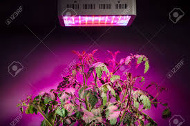Smaller plants such as lettuce, basil, and dill for example are happy to grow under a white led light that is just one colour temperature. Ripe Tomato Plant Under Led Grow Light Stock Photo Picture And Royalty Free Image Image 51105400