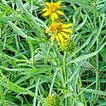 Image result for Pascalia glauca