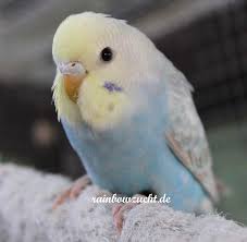 Looks A Lot Like My First Budgie Peabody P B Caption Like Pirates Of The Rainbow On Facebook Goruntuler Ile Muhabbet Kuslari Evcil Hayvanlar Hayvanlar