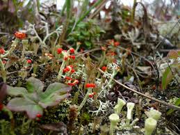 Bureau d'écologie appliquée