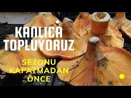 Kanlica Mantari Toplama Cintar Toplama Mantar Avi Mantar Nasil Bulunur Youtube