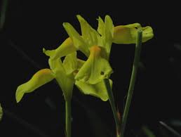 Image result for Moraea spathulata