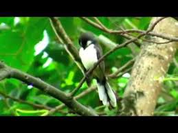 Orman Da Kus Sesleri Youtube Youtube Kus Ormanlar