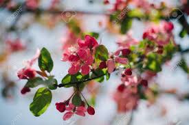 Despite the name, this plant does not produce nuts. Pink Flowers Blooming Against Blue Sky Sakura Flowers Against Stock Photo Picture And Royalty Free Image Image 130619497